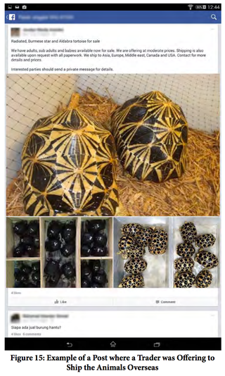 Illustration for article titled Jerks Are Selling Endangered Species on Facebook